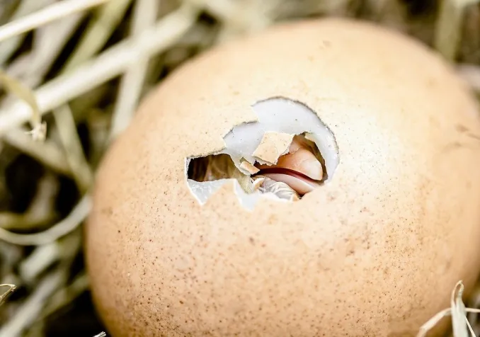 Quand la vie jaillit... ©Pixabay