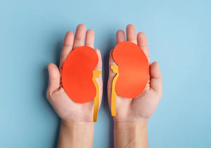 Don de rein (c) iStock