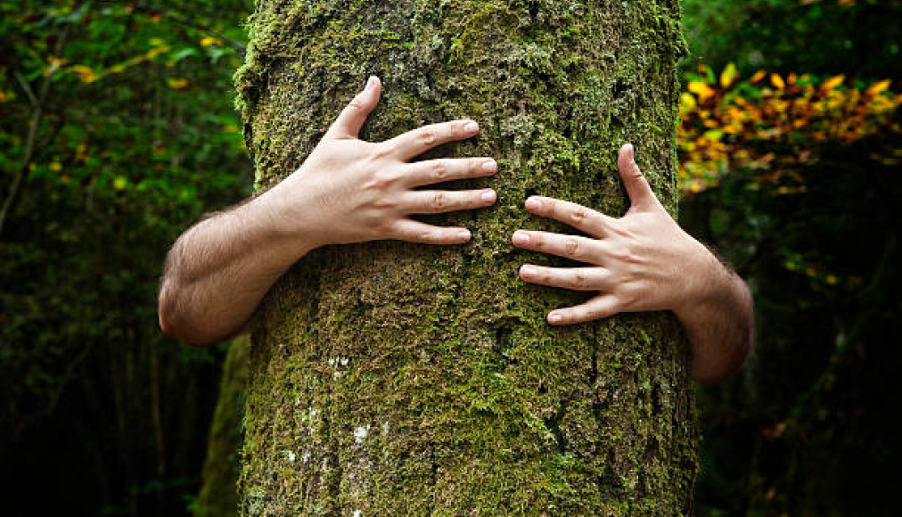 embrasser un arbre