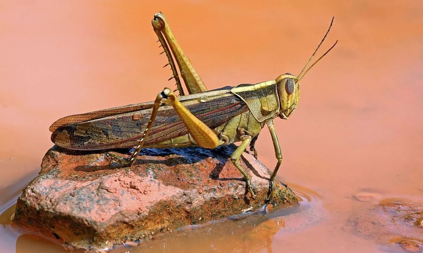 La sauterelle, une source de protéine biblique ©Wikimedia Commons / Charles J Sharp / CC BY-SA 4.0