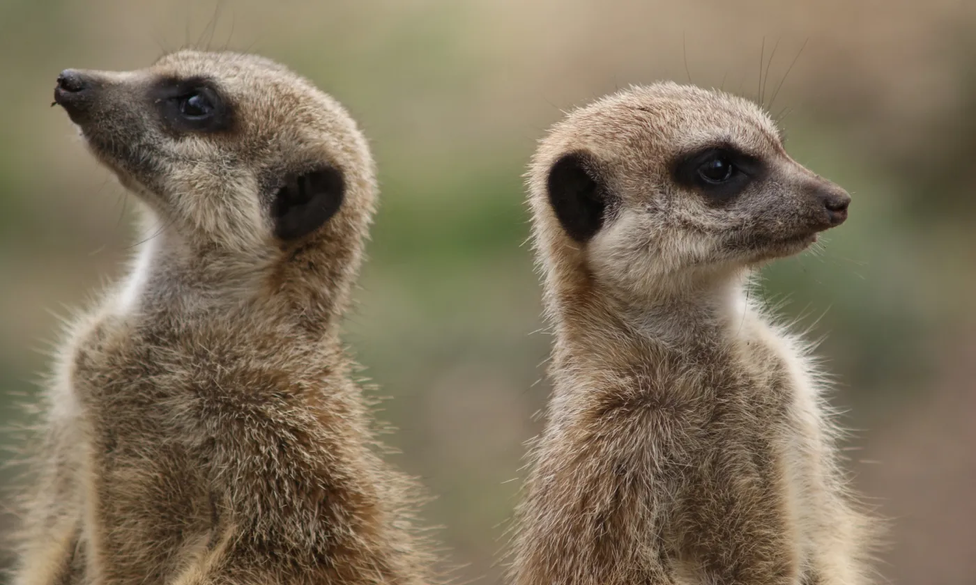 Face à la question de l'islam, les Églises réformées préfèrent maintenir leurs désaccords. Pixabay