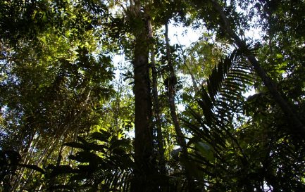 Forêt amazonienne / ©Flikr/Nao Iizuka