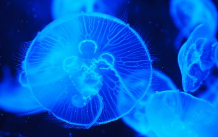 La méduse Turritopsis Dohrnii est un animal immortel / Meduse l’immortelle 